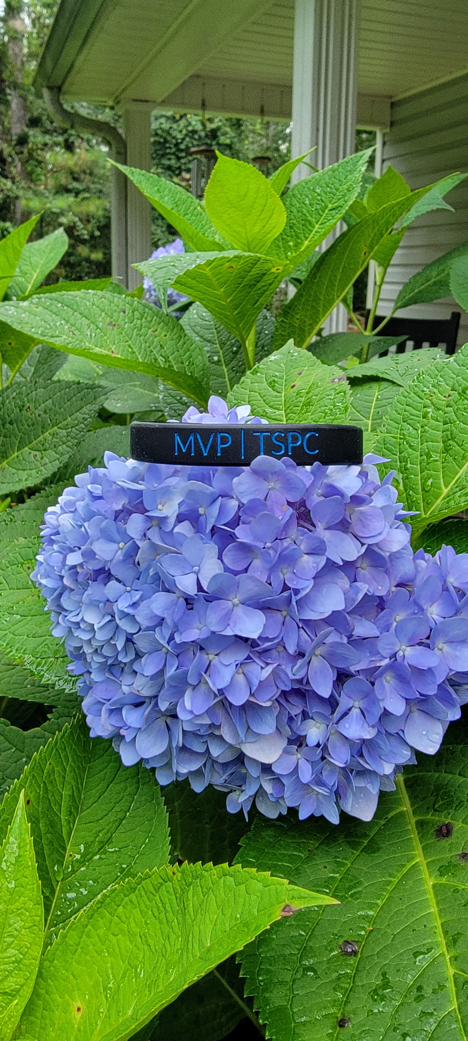 MVP 22 a day Wristband