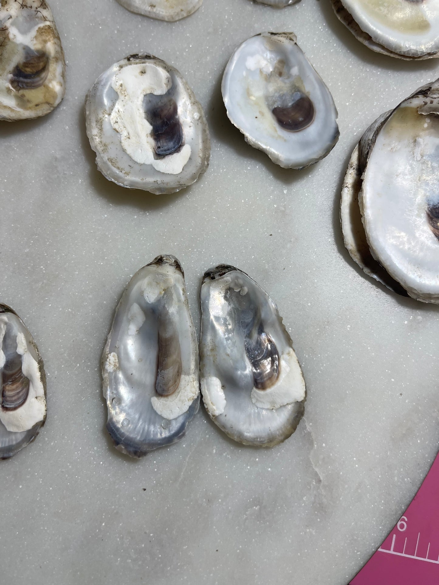 Black oyster stud earrings
