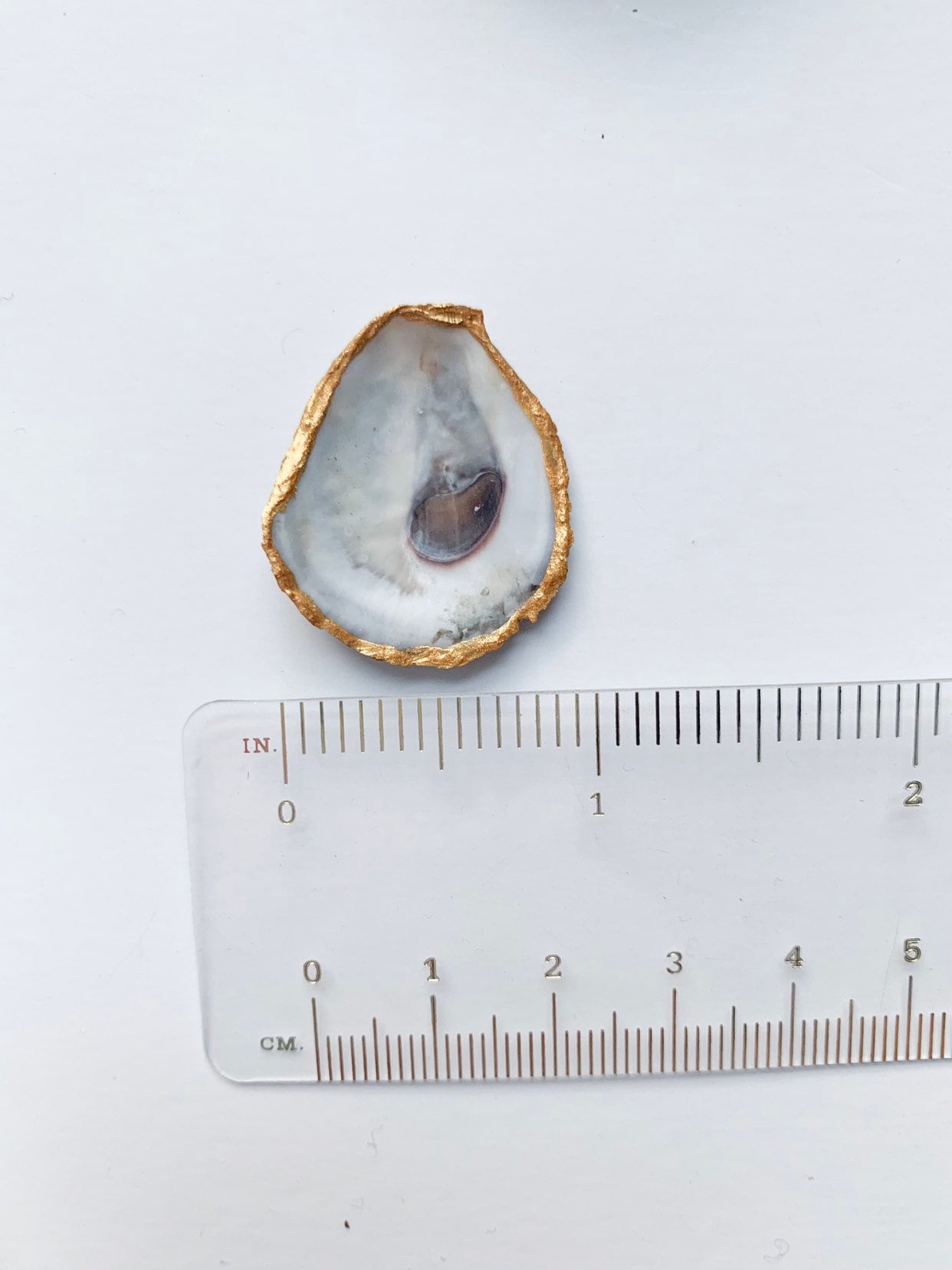 Small oyster shell earrings